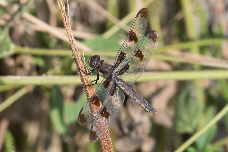 Twelve-Spotted Skimmer